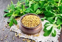 5 Ways to Use Fenugreek seeds for Hair Care Fenugreek seeds